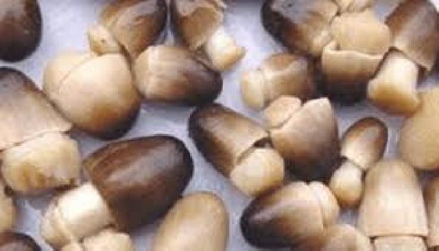 Hasil Penelitian: Jamur Punya 2 Antioksidan yang Ampuh Mencegah Penuaan