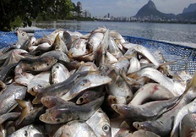 Produksi Ikan Riau Defisit 3 Ribu Ton