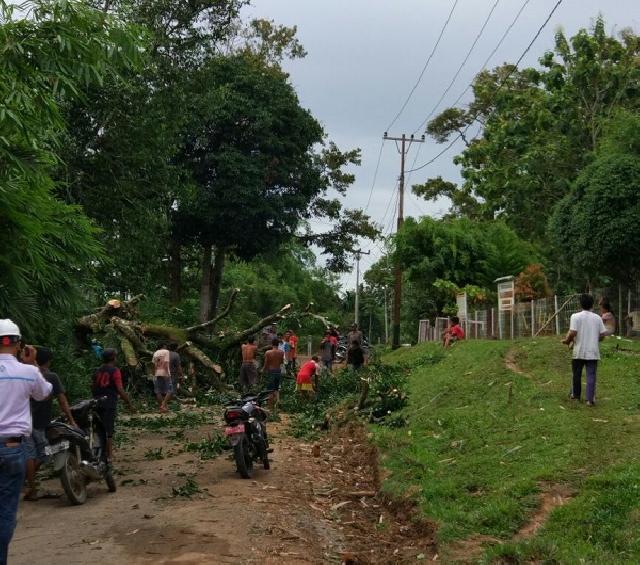 Puluhan Pohon Tumbang, Ganggu Listrik Inhu