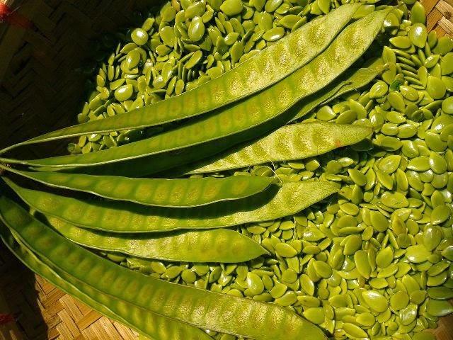 Ketahui 5 Manfaat Petai Cina Untuk Kesehatan