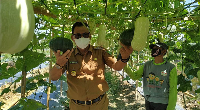 Bupati Suyatno Tinjau Taman Buah Edukasi Pertanian DKPP Rohil