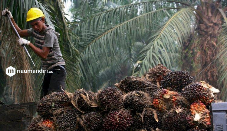 Izin Usaha Perkebunan Sawit Satu Peta di Riau, Ini Kata KPK