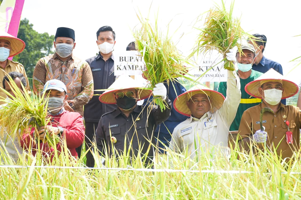 Kampar Targetkan Tanam Padi 6 Ribu Hektare di 2021