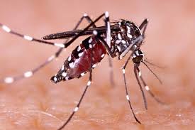 Waspada! Sudah 755 Warga Pekanbaru Terserang DBD