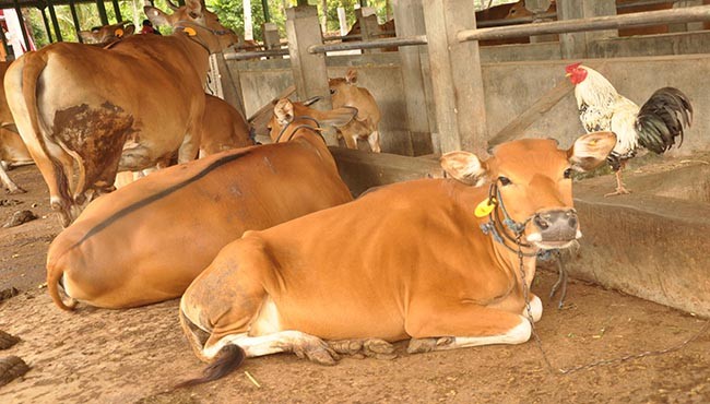 Pria 55 Tahun Terancam Penjara Seumur Hidup karena Perkosa Sapi