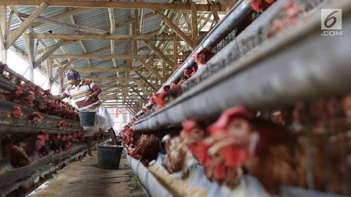 Daging Ayam Penyumbang Deflasi Terbesar di Inhil