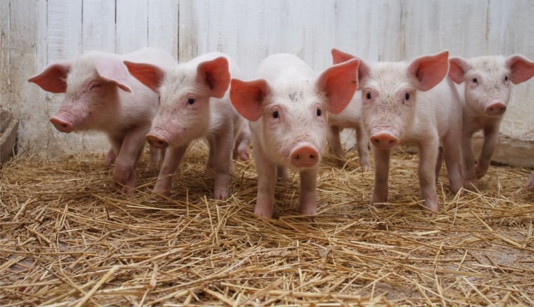 DPR Pertanyakan Anggaran Pengadaan Babi Rp9 Juta Per Ekor di Ditjen PKH
