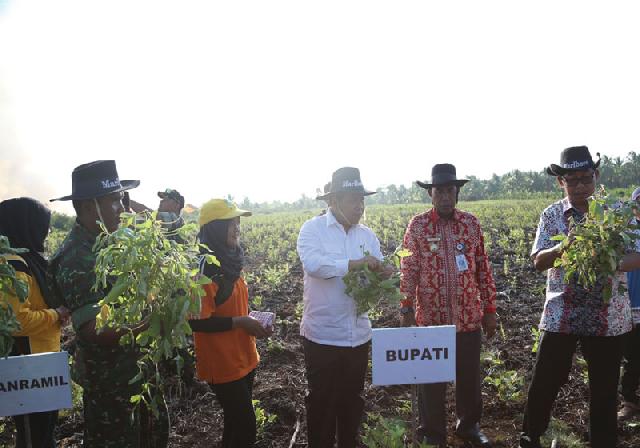 Tanaman Kacang Kedelai Panen Perdana