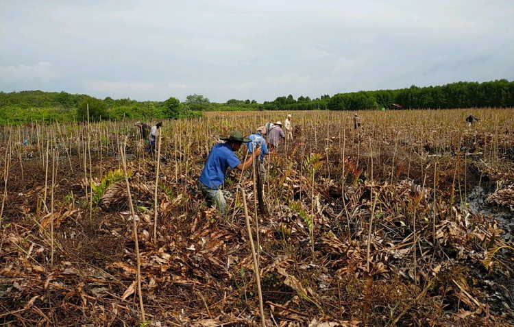 Program RHL KLHK di Riau Serap Ratusan Ribu Tenaga Kerja