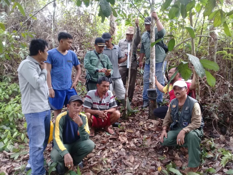 Warga Temukan Jejak Kaki Harimau Dewasa di Desa Sibiruang Kampar