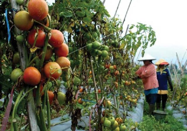 Petani Mengaku Hasil Panen tidak Maksimal