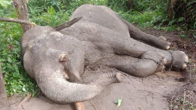 Kematian Gajah di TNTN Diselidiki Polisi