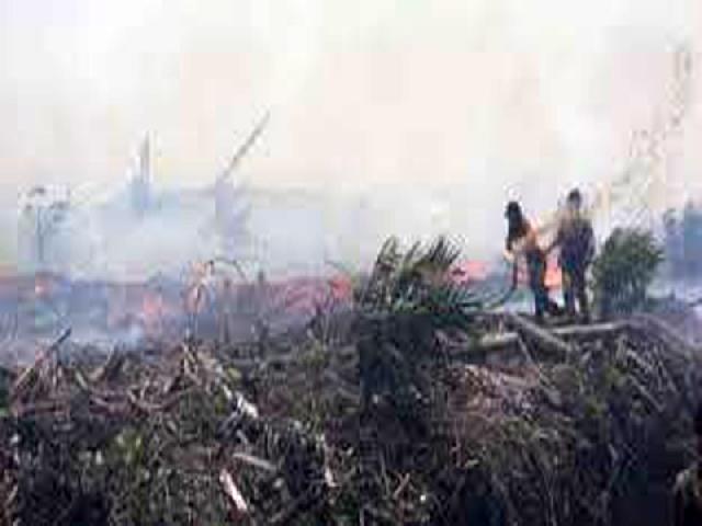Kebun Sawit di Bagan Keladi Terbakar