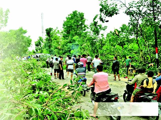 Atap Rumah Terbang, Pohon Tumbang