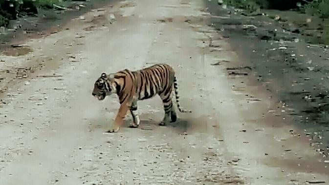 Heboh Harimau Masuk Kampus Unsri, Gubernur: Jangan Halu, Kucing Mungkin