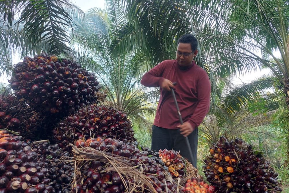 Pekan Ini, Harga TBS Sawit Riau Alami Kenaikan Tertinggi di Indonesia