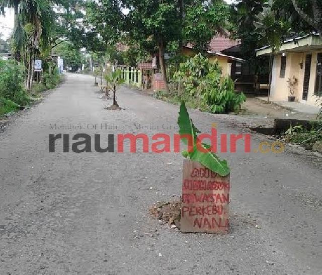 Warga Tanam Pohon Pisang di Tengah Jalan