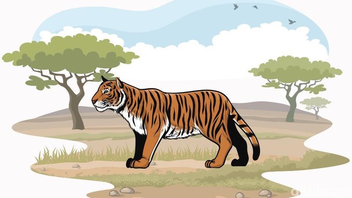 Warga Sumatera Selatan Tewas Diterkam Harimau Sumatera