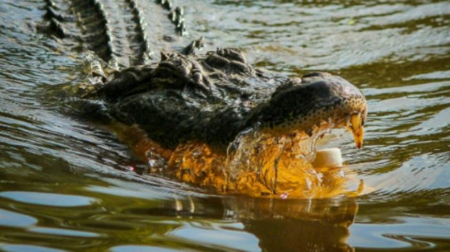 Warga Pariaman Geger, Sejumlah Buaya Mendadak Muncul dan Berjemur di Pinggir Sungai