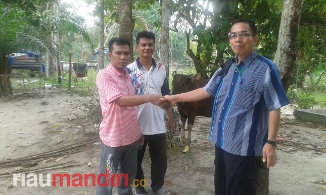 Sambut Idul Adha 1439 H, PT Musimmas Salurkan Sembilan Ekor Sapi Kurban di Tiga Kecamatan