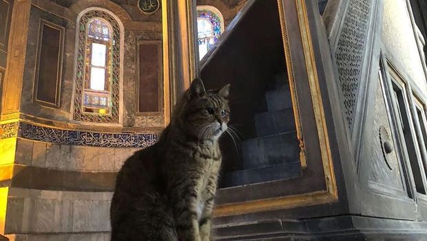 Erdogan Izinkan Gli Kucing Populer Tetap Tinggal di Hagia Sophia