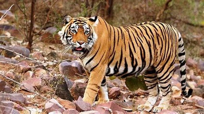 Harimau Masuk Area Perusahaan, PTPN V Bergerak Cepat Lindungi Karyawan