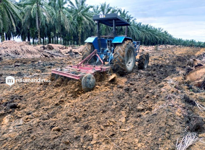 Program Replanting Berjalan Baik, Kadis Pertanian Kuansing: Kita Harap Semua Pihak Terus Mendukung