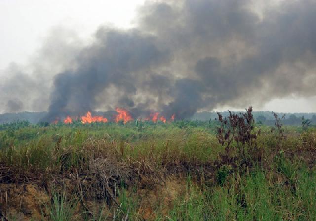 90 Hektare Perkebunan Terbakar di Solok Selatan