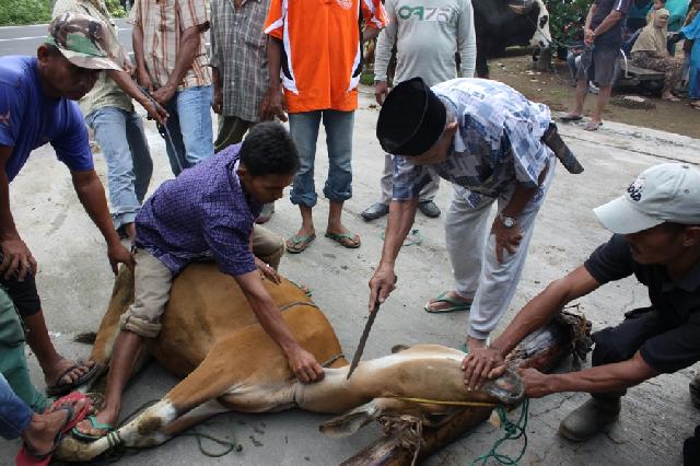 Disnak Pelalawan Sosialisasi Tata Cara Penyembelihan Hewan Qurban