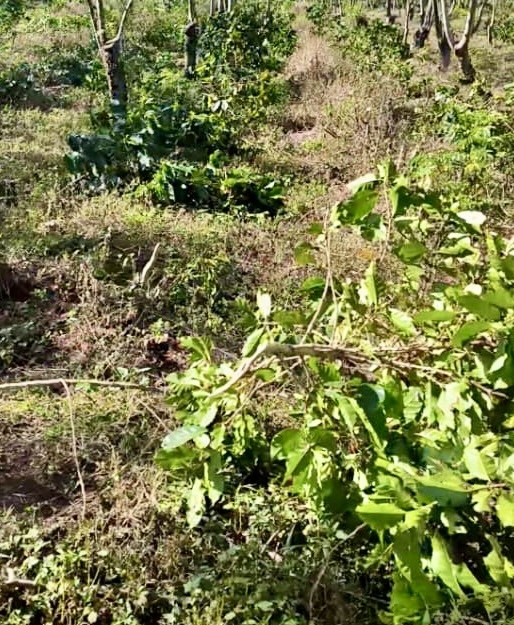Manajemen JCE Minta Polisi Turun Tangan Cegah Pengrusakan  Aset Negara Lebih Parah
