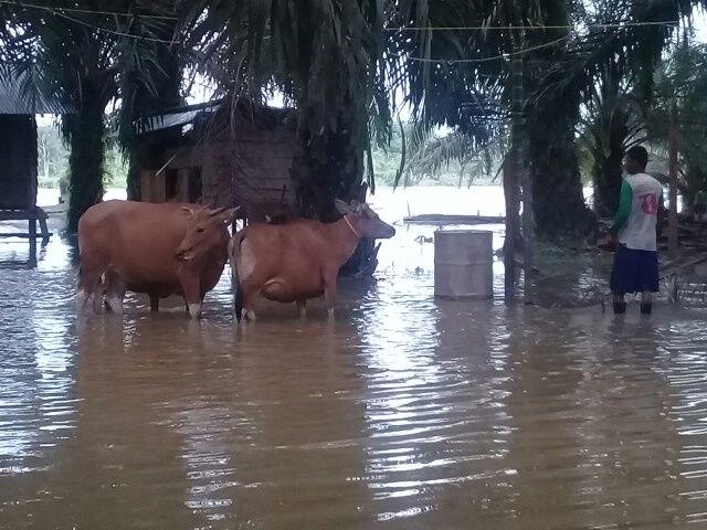Pintu Air Dibuka, Kampar Mulai Banjir