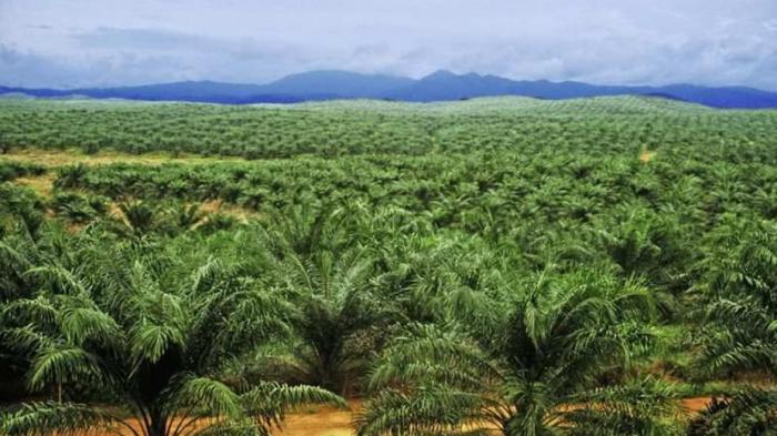 Harga Sawit di Inhu Terjun Jauh, Ini Pesan Pemerintah kepada Petani Sawit