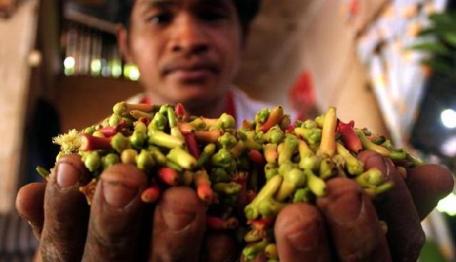 Redakan Sakit Kepala dan Gigi dengan Minyak Cengkeh