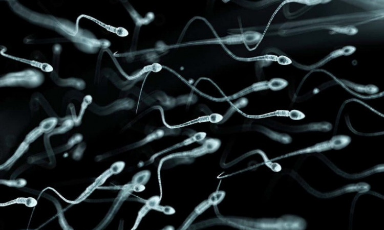 Stres Akibat Corona Berpengaruh pada Sperma