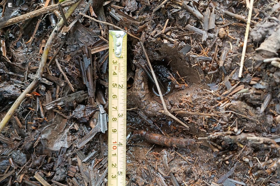 Viral Video Harimau Masuk Pemukiman, Ini Tanggapan BBKSDA Riau