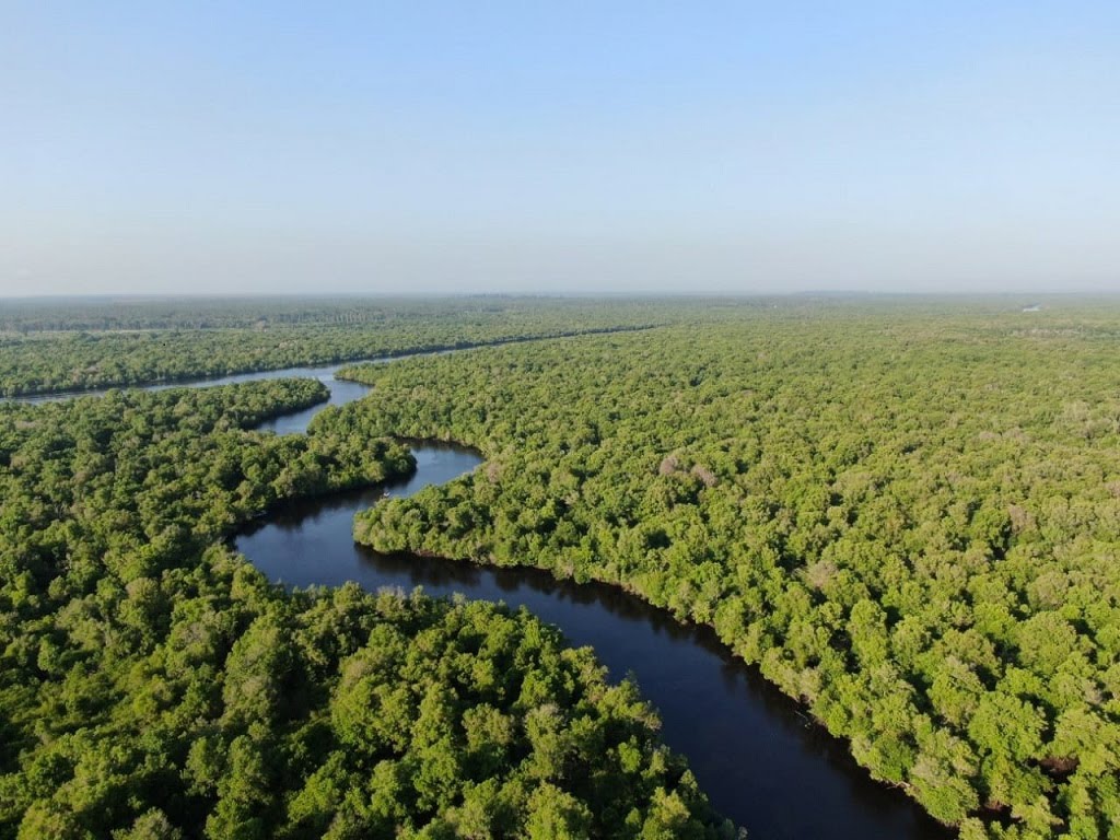 Riau Salah Satu Target Pemerintah Rehabilitasi Mangrove