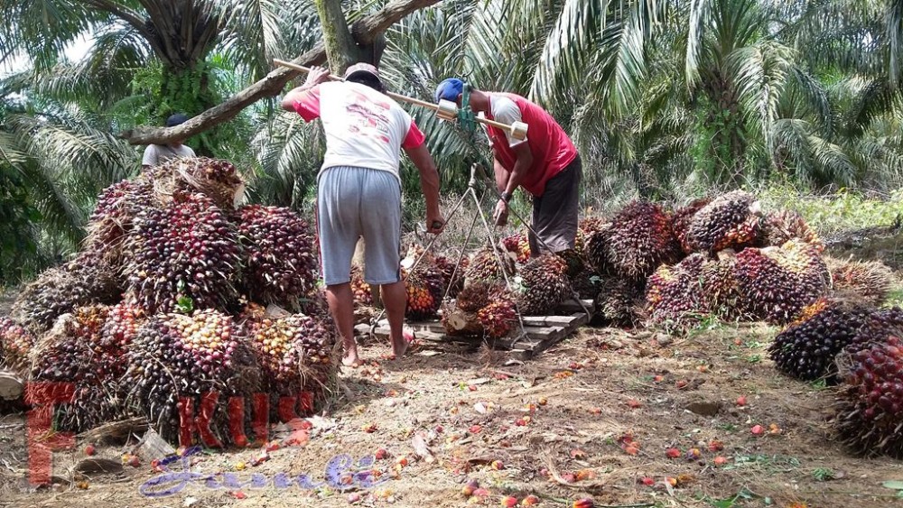 Harga TBS Kelapa Sawit di Riau Merangkak Naik