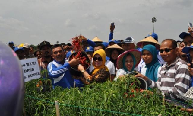 Kampar Siap Penuhi Kebutuhan Cabai di Riau