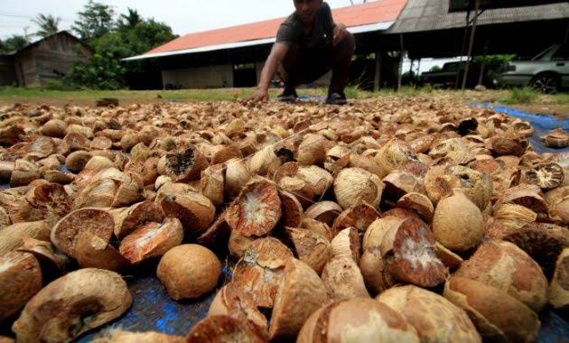 Komoditas Pinang Turun Harga di Riau