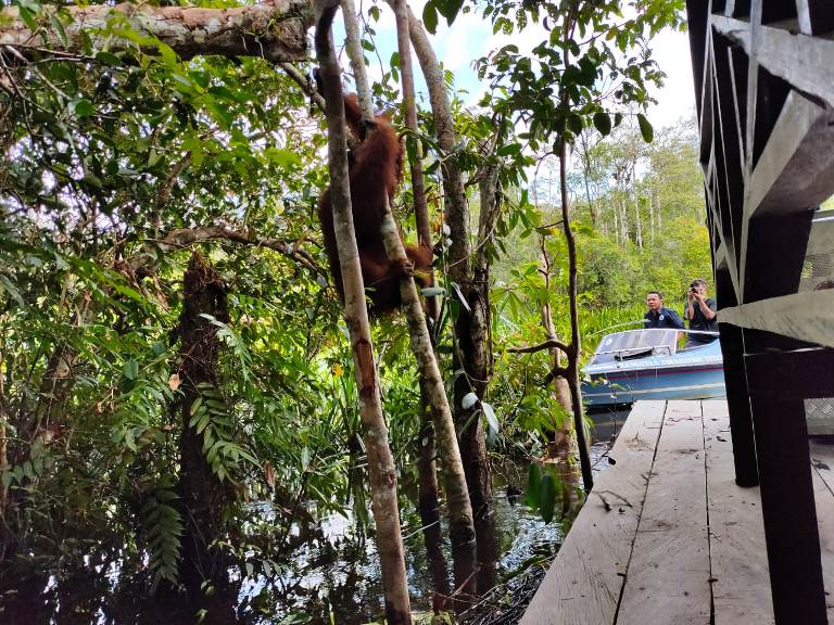KLHK Kembali Lepasliarkan Orangutan di Taman Nasional Tanjung Puting