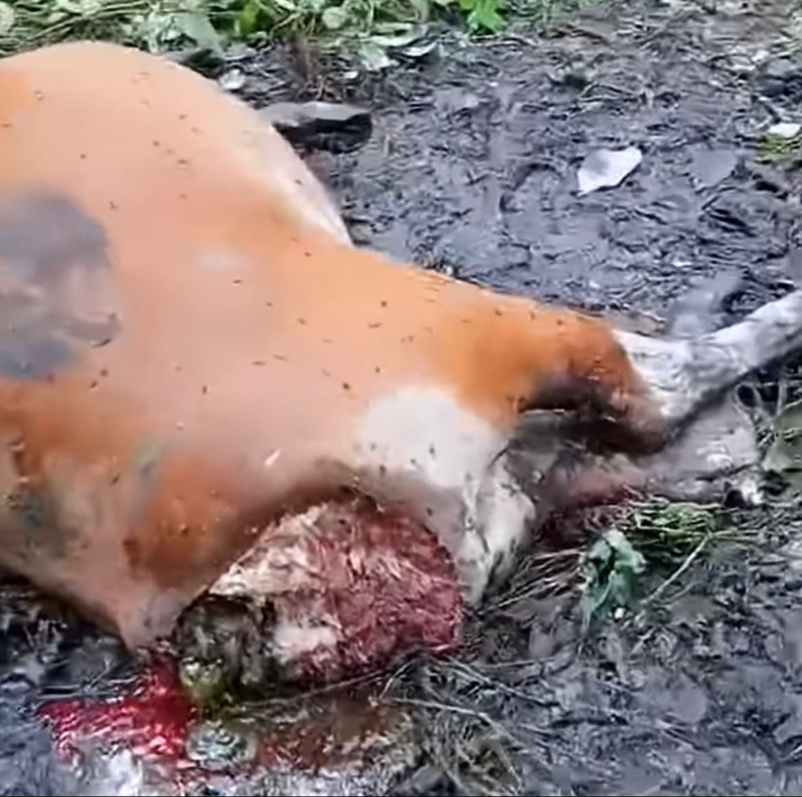 Sapi Warga di Desa Dayun Diduga Dimangsa Harimau