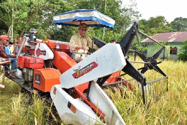 Bupati Kampar Ikut Panen Raya Padi di Desa Pulau Tinggi