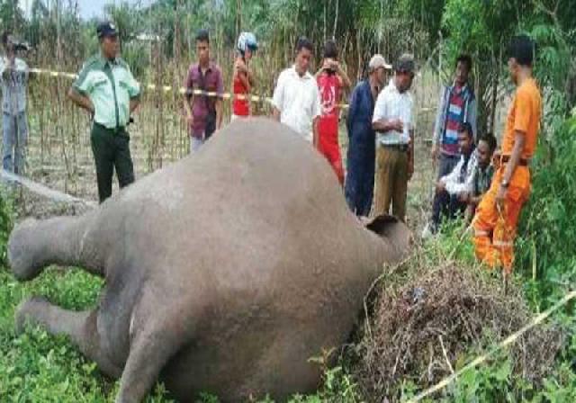 Nekropsi Gajah Mati  Dilaksanakan