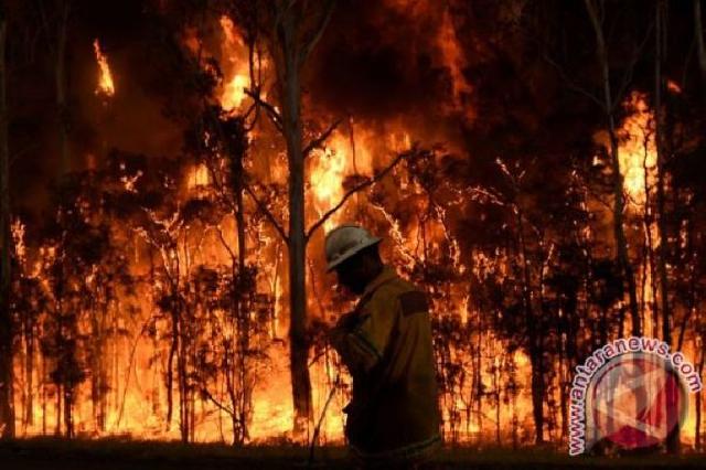 Kebakaran Perkebunan Sawit di Sumbar, Api Belum Bisa Dipadamkan