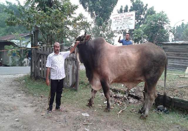 H Fatullah  Kurban Sapi Seberat 1,425 Ton