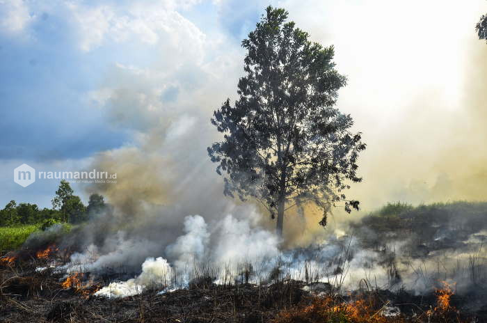 Enam Kecamatan di Pekanbaru Rawan Kebakaran Lahan