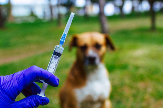 Ada Vaksinasi Rabies Gratis di Pekanbaru, Cek Jadwalnya