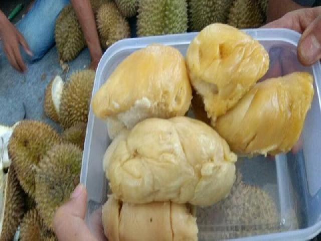Rasa durian sidikalang manisnya maksimal
