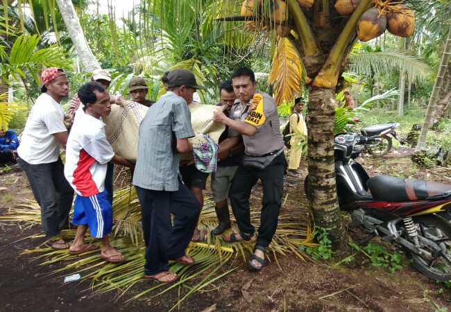 Warga Meranti Tewas Tertimpa Pohon Sagu