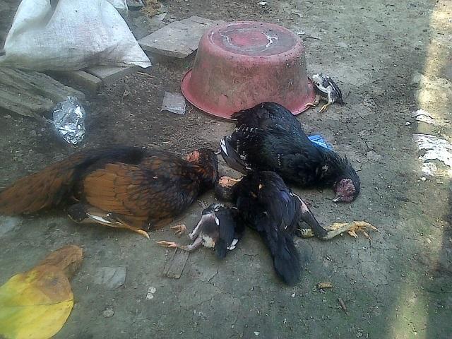 Peternak Kampung Jatibaru Resah, Ratusan Ayam Mati Mendadak